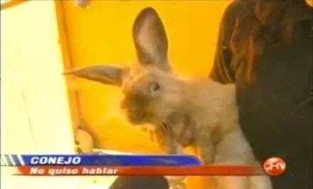 conejo