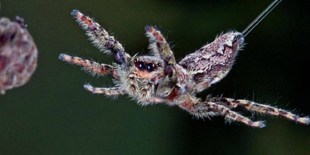 Cientificos descubren que las arañas pueden usar corrientes eléctricas para volar miles de kilometros