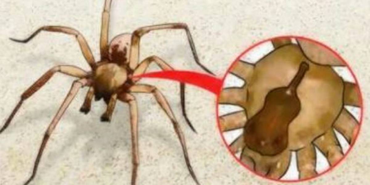 ¡Ojo! Alertan en México por las mordeduras de araña violinista o de rincón