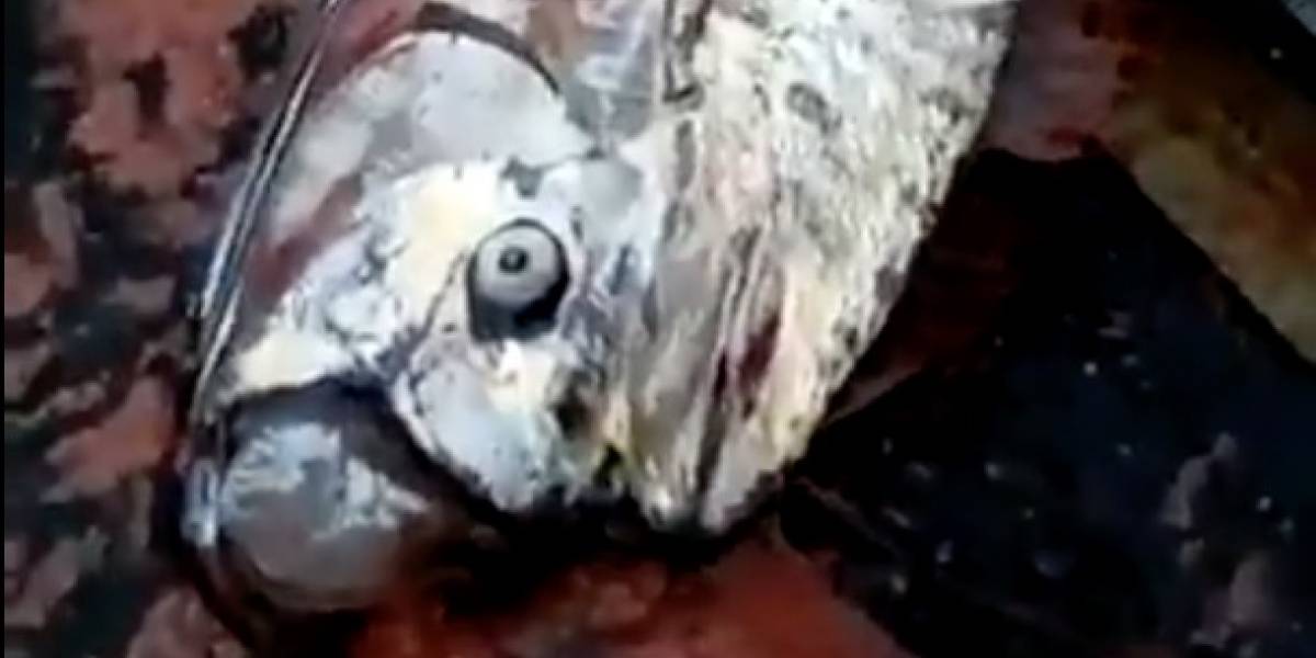 Pez remo de 5 metros sorprende a pescadores artesanales de Iquique Pez remo de 5 metros sorprende a pescadores artesanales de Iquique