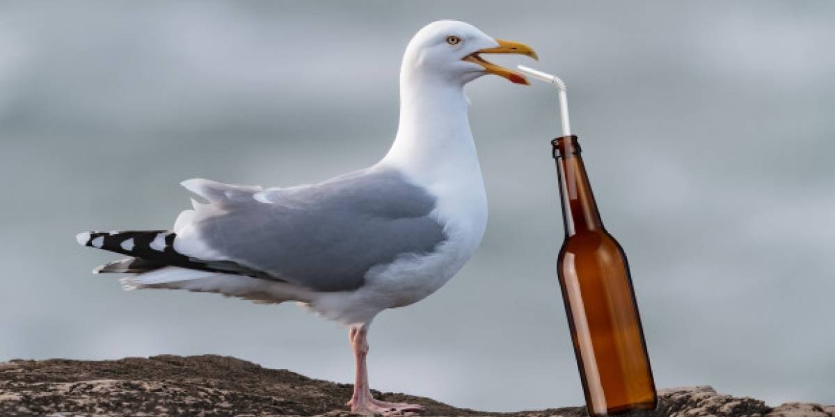 Captan gaviotas borrachas en Reino Unido