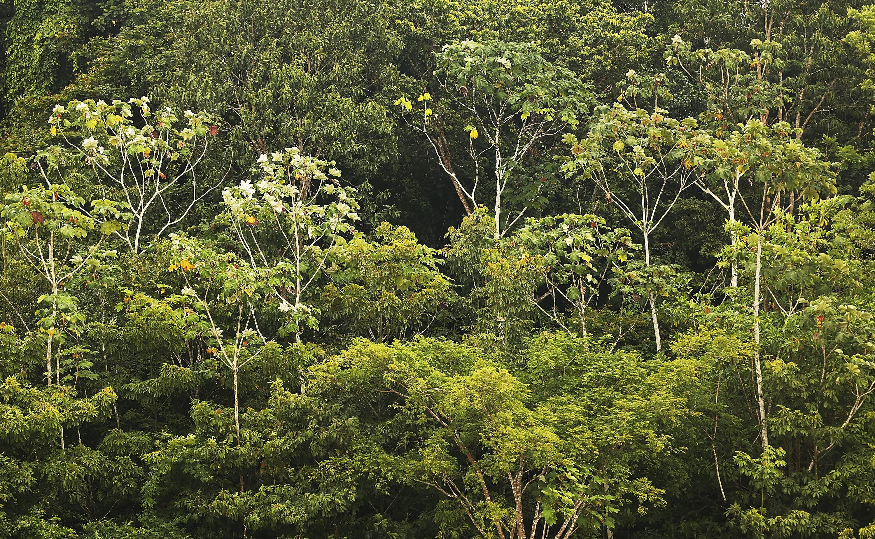 ¡Excelente! Colombia recibirá un presupuesto de 52 millones de dólares destinados a protección ambiental ¡Excelente! Colombia recibirá un presupuesto de 52 millones de dólares destinados a protección ambiental