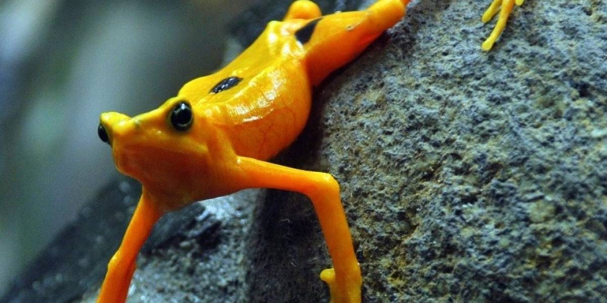 Alarma mundial: Extinción de especies está sucediendo 1000 veces más rápido de lo normal