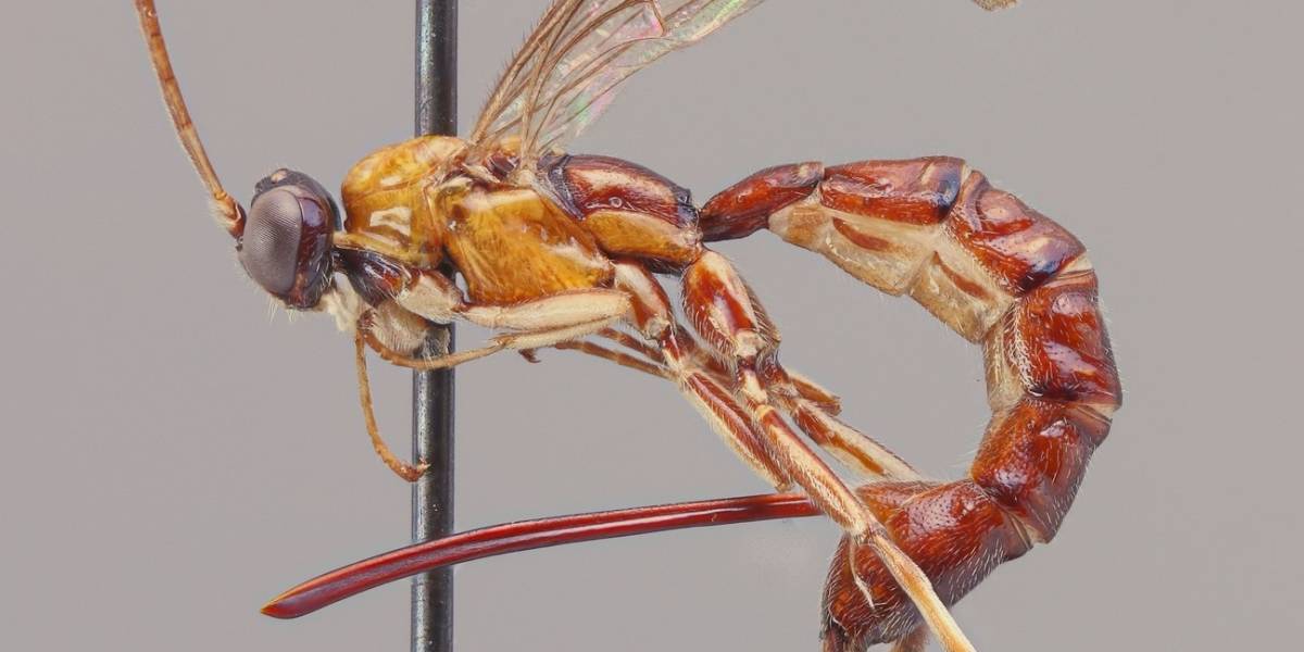 Vive en Sudamérica: Descubren una nueva especie de avispa con un brutal aguijón