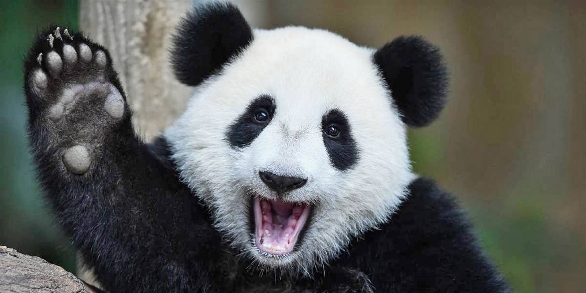 Ciencia: 7 animales súper tiernos que en realidad pueden matarte