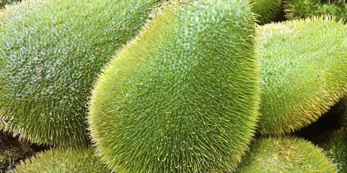 Científicos mexicanos de la UNAM crean super chayote contra el cáncer Científicos mexicanos de la UNAM crean super chayote contra el cáncer
