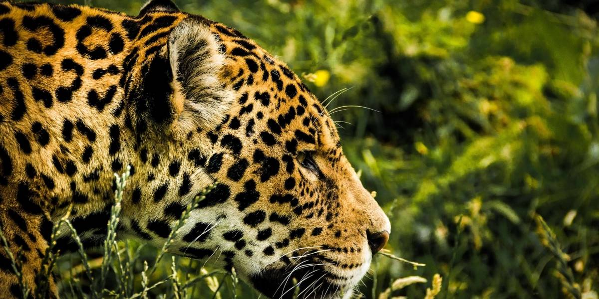 Escapa jaguar de zoológico frente a visitantes y mata a 6 animales Escapa jaguar de zoológico frente a visitantes y mata a 6 animales