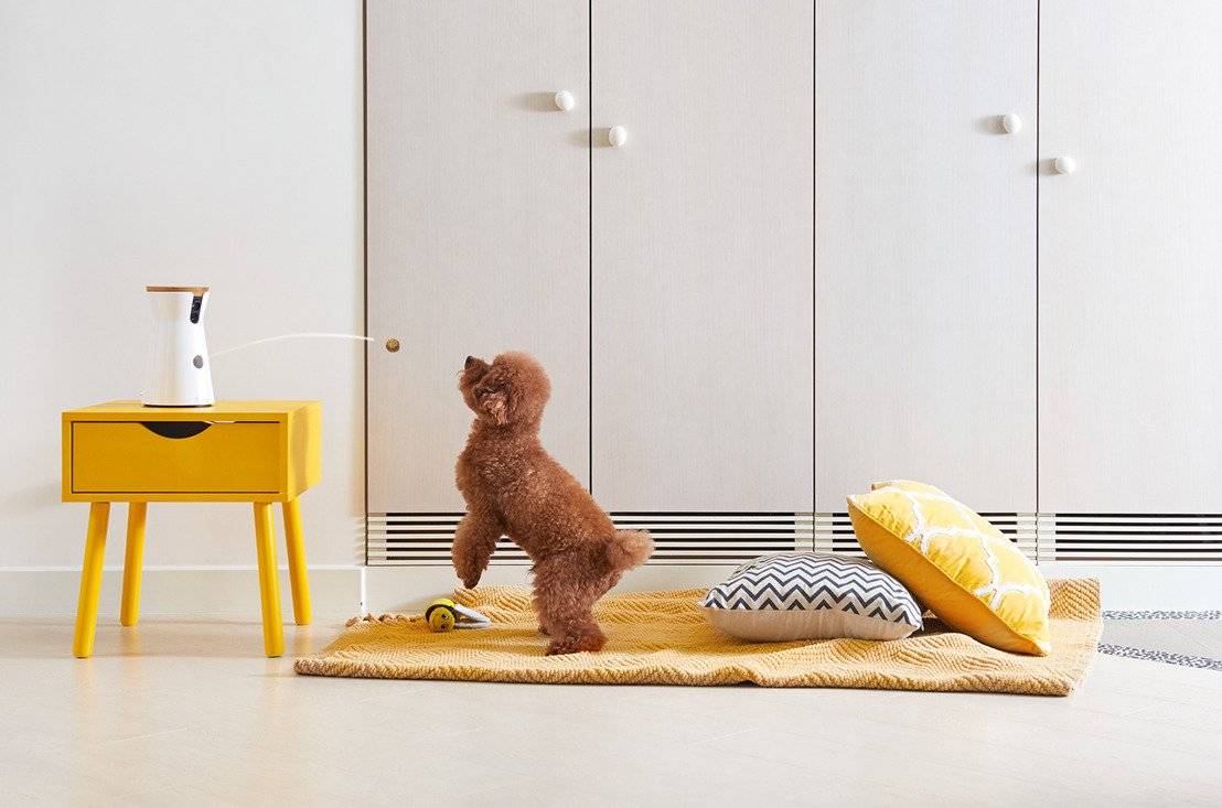 Para que tu mascota nunca esté sola en casa