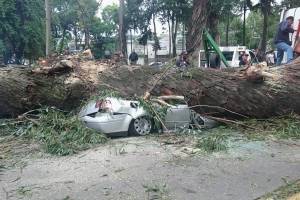 Árbol aplasta y mata a una familia en Naucalpan