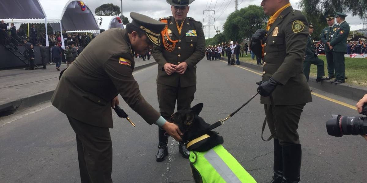 sombra la perra antinarcóticos que fue estrella del desfile del 20