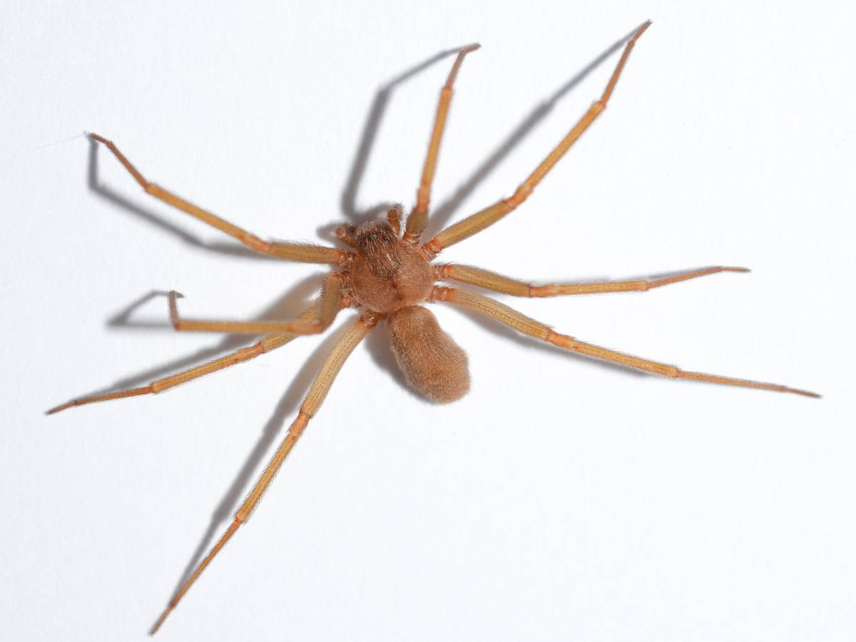 A una mujer la mordió una araña y terminó perdiendo una pierna A una mujer la mordió una araña y terminó perdiendo una pierna