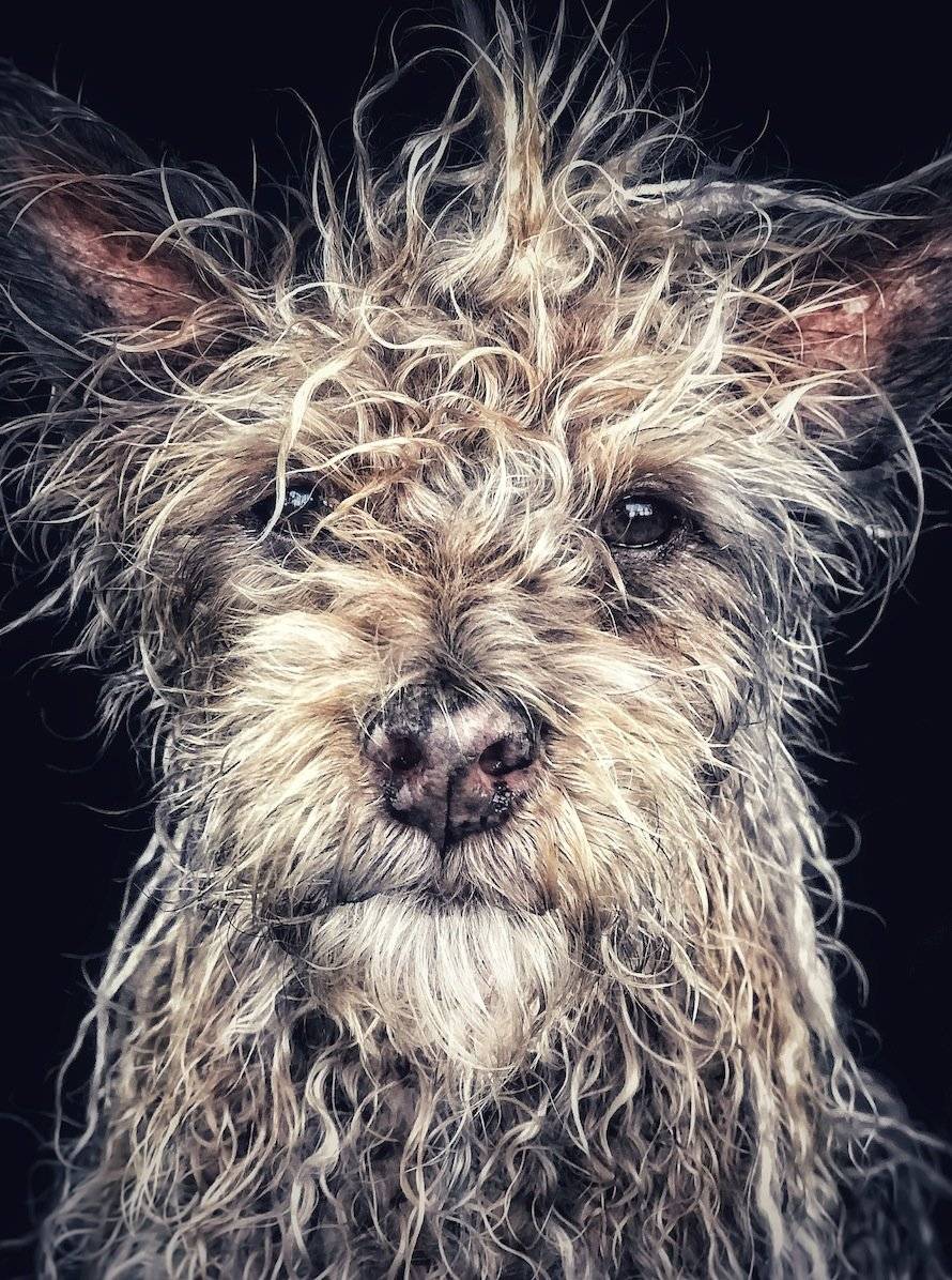 Django, viejo perro bebé