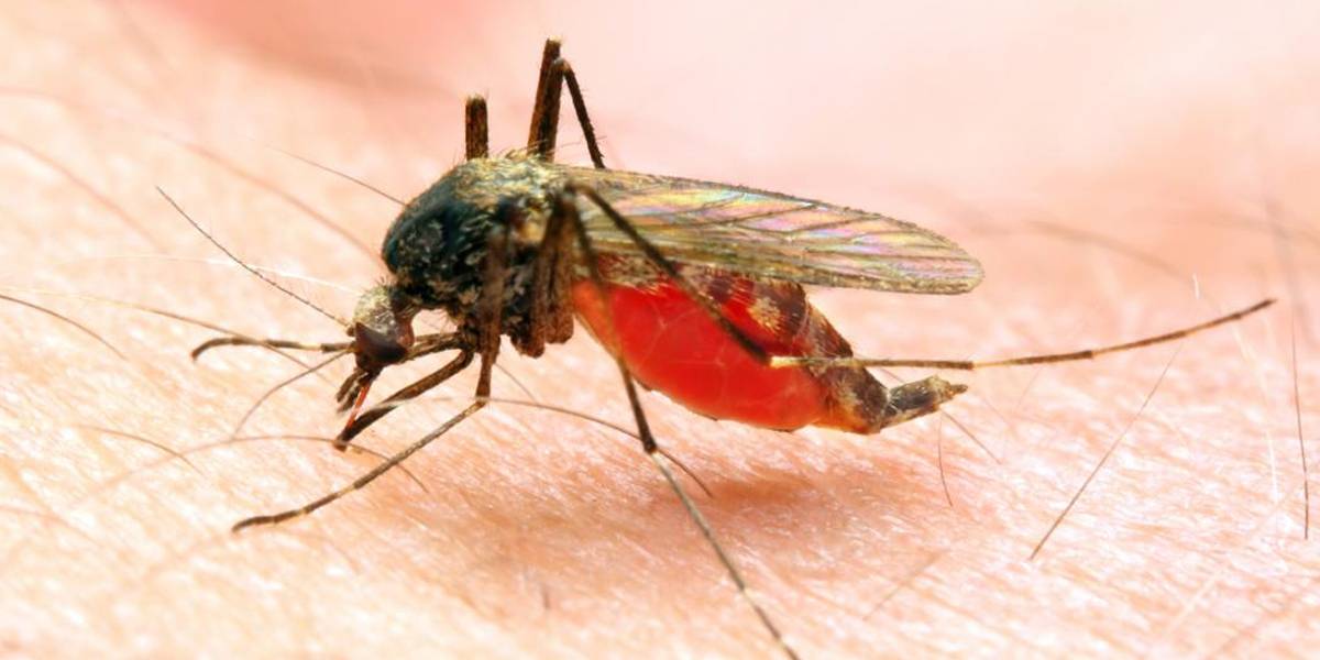 Malaria en Chile: Decretan riesgo sanitario en el norte del país por casos de la enfermedad Malaria en Chile: Decretan riesgo sanitario en el norte del país por casos de la enfermedad