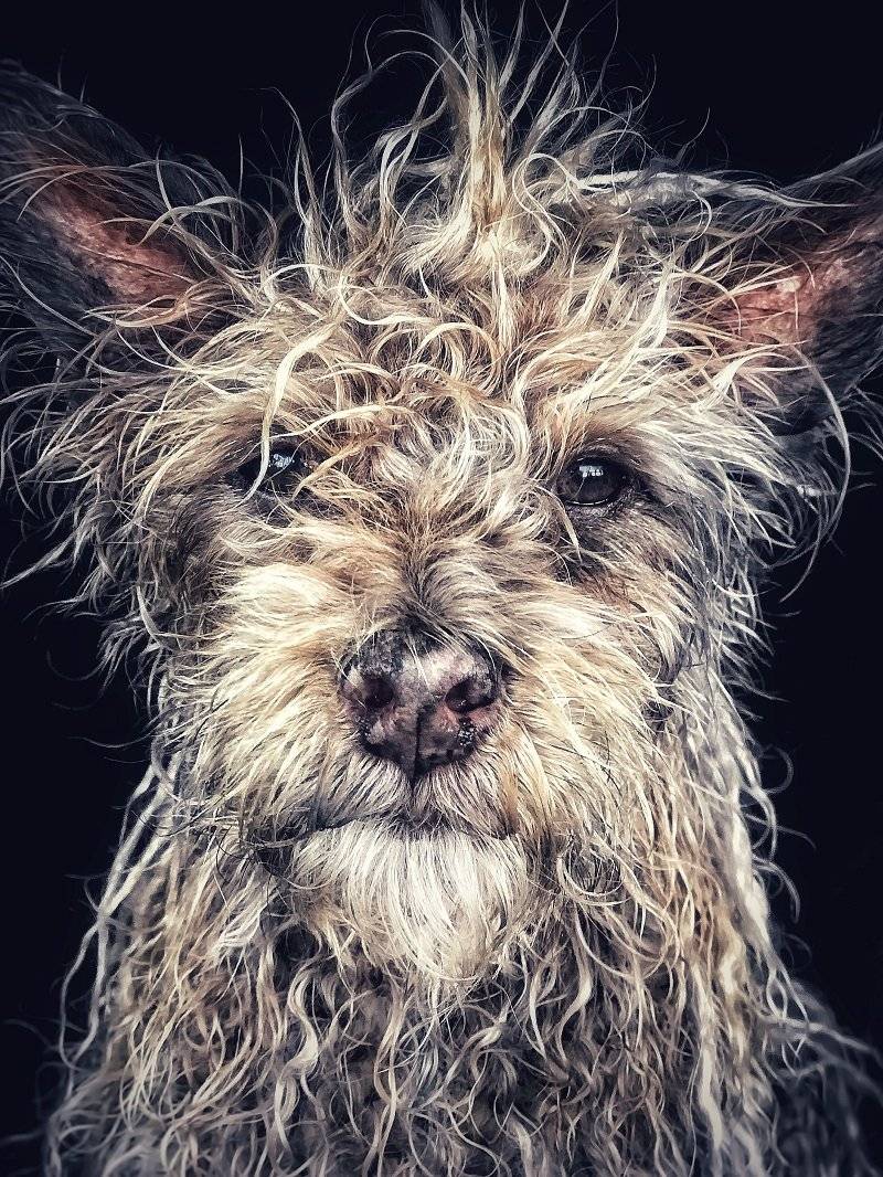 ‘Django’, viejo perro bebé