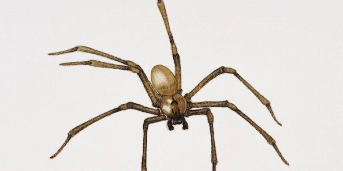 Picadura de araña provoca que mujer pierda la pierna en Arkansas Picadura de araña provoca que mujer pierda la pierna en Arkansas