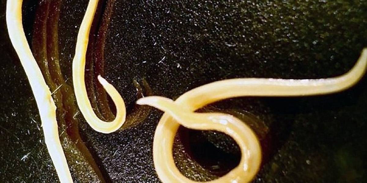 Científicos reviven a gusanos congelados desde hace 42 mil años