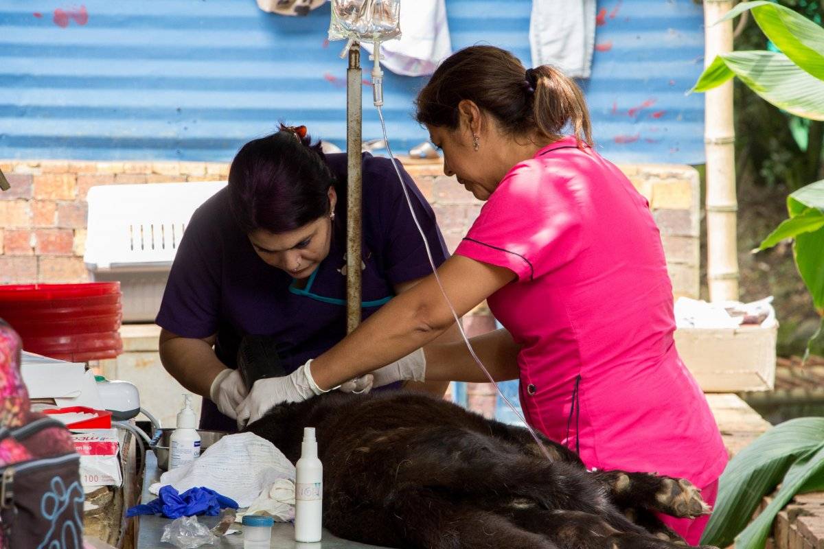 Paraíso de la Mascota Cali