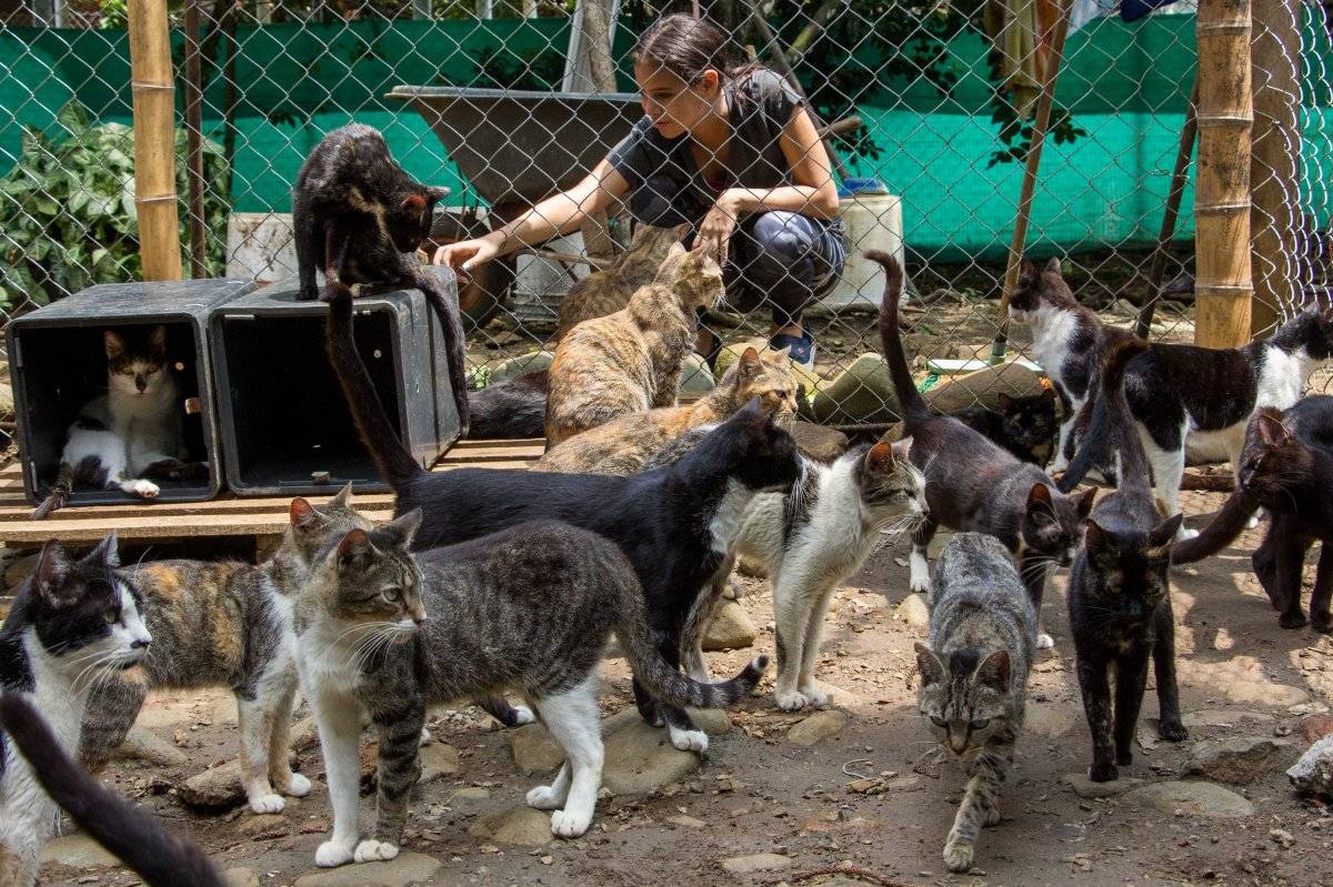 Paraíso de la Mascota Cali