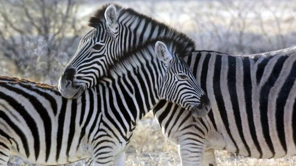 102727644zebra2-48ef92d818fbb3541bed16eb97561e45.jpg