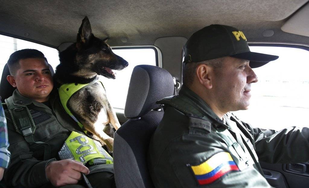 Esta perrita, una pastor alemán de seis años, ha participado en decenas de operaciones de rastreo en varios aeropuertos colombianos. Sombra provocó un duro golpe en las finanzas del