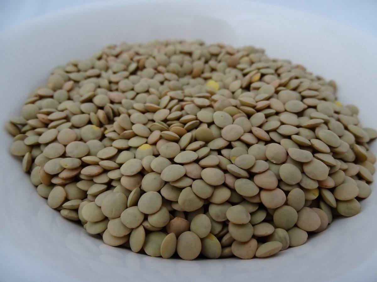 Lentilha