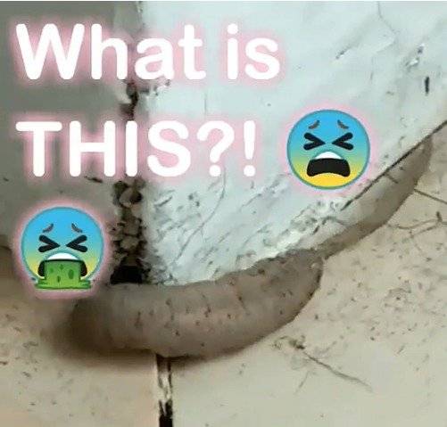 Captura de video