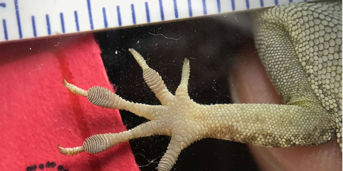 Huracanes habrían modificado la apariencia de una especie de lagartos