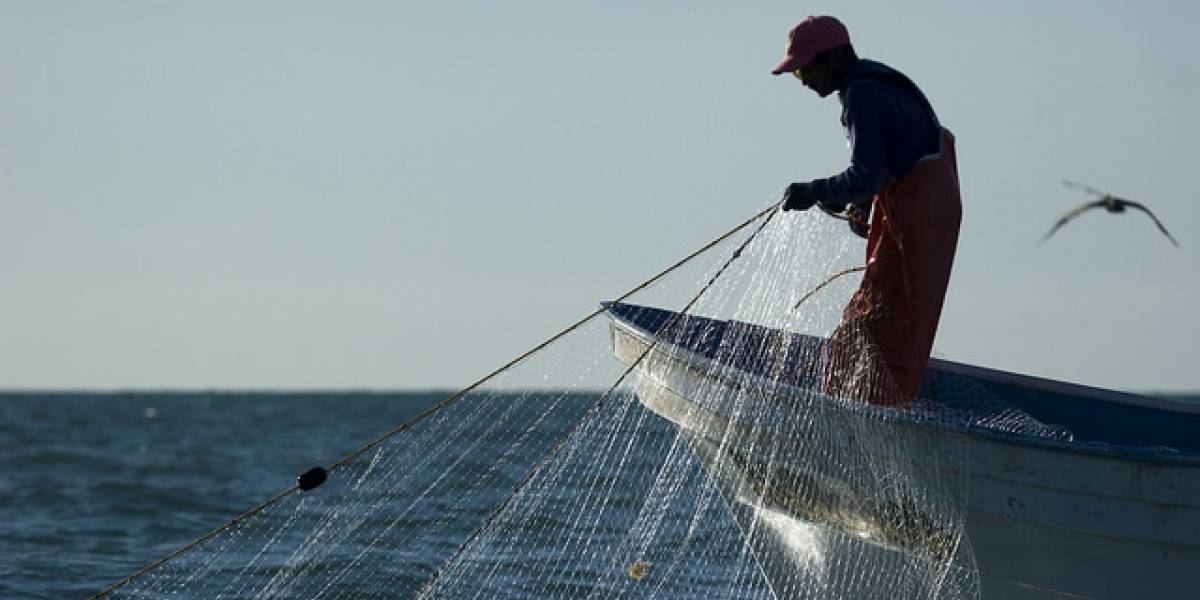 México en problemas: EE.UU ya no recibirá sus productos marinos por extinción de la vaquita marina