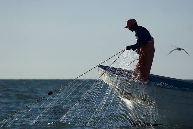 México en problemas: EEUU ya no recibirá sus productos marinos por extinción de la vaquita marina México en problemas: EEUU ya no recibirá sus productos marinos por extinción de la vaquita marina