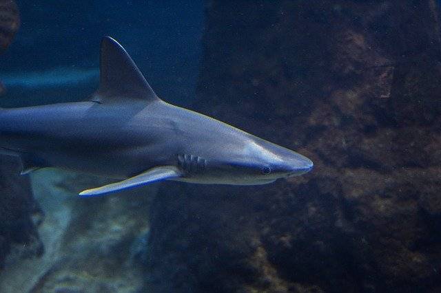 Tiburón en acuario