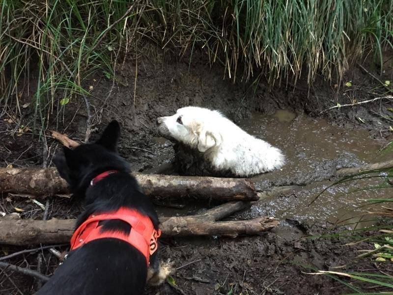 perro primer rescate
