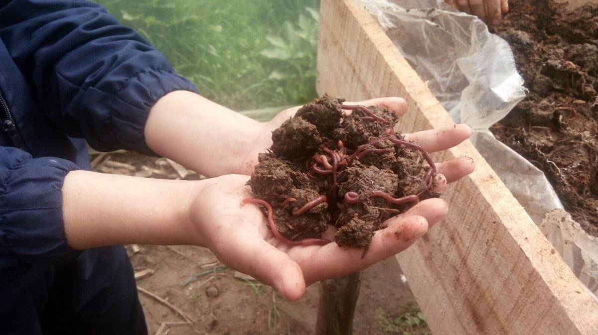 Proyecto quercus