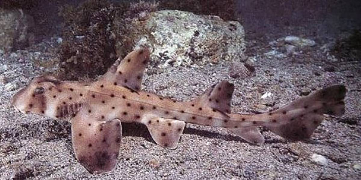 Ver para creer: Robaron tiburón de un acuario haciéndolo pasar por un bebé