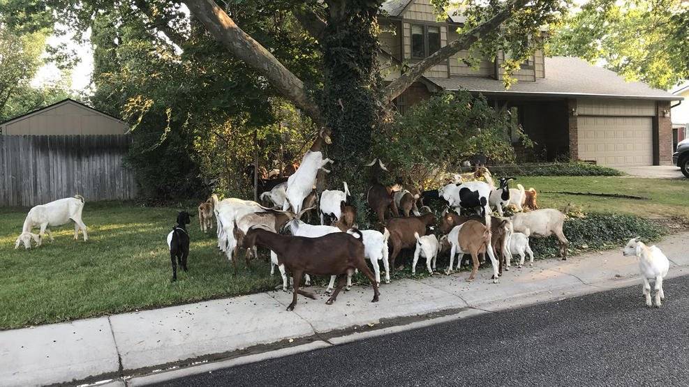 El periodista Joe Parris twitteó estas fotos el viernes por la mañana de lo que dijo que eran unas 100 cabras corriendo desenfrenadamente en Boise, Idaho.
