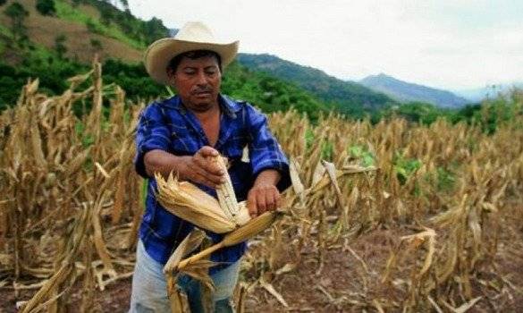 Campesinos han perdido sus cultivos por la falta de agua.