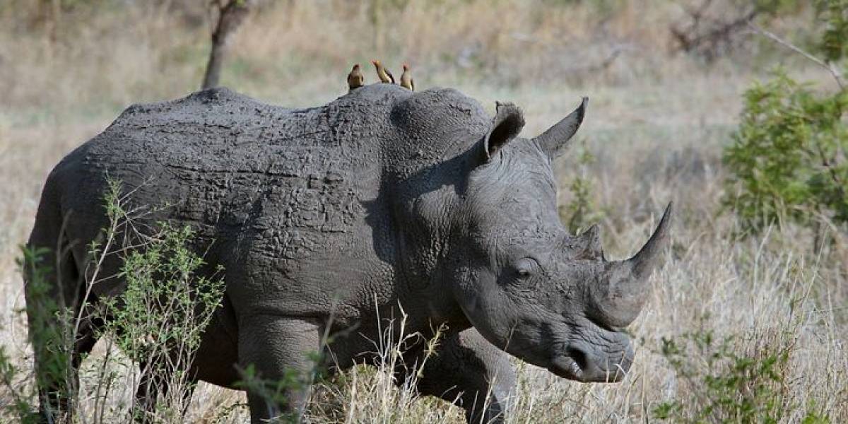 Rinoceronte embistió un auto en Africam Safari de México y quedó grabado en video