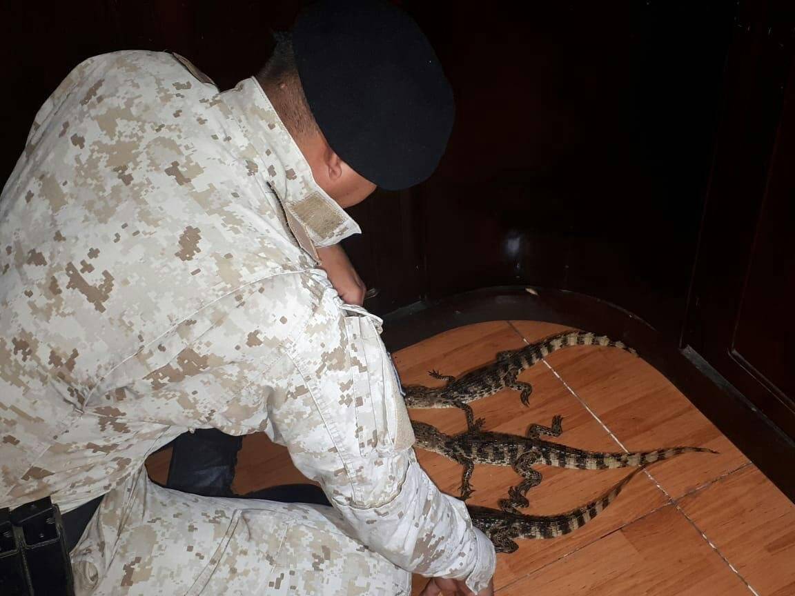 animales en peligro de extinción rescatados en Quetzaltenango