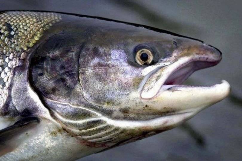 salmón