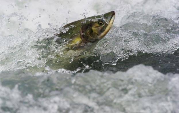 salmon