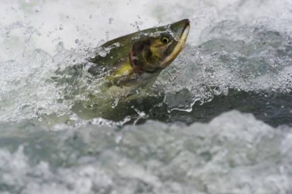 salmon