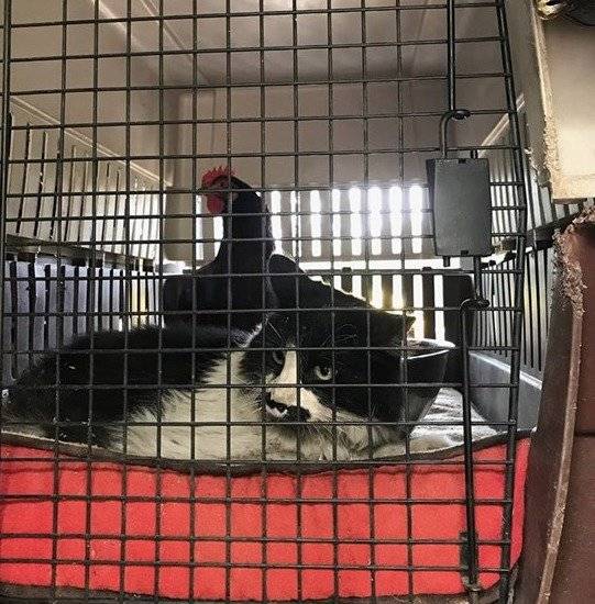 gato pollo