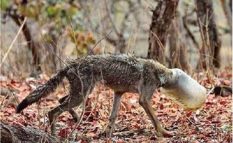 Dramática imagen de un lobo atascado en una botella de plástico