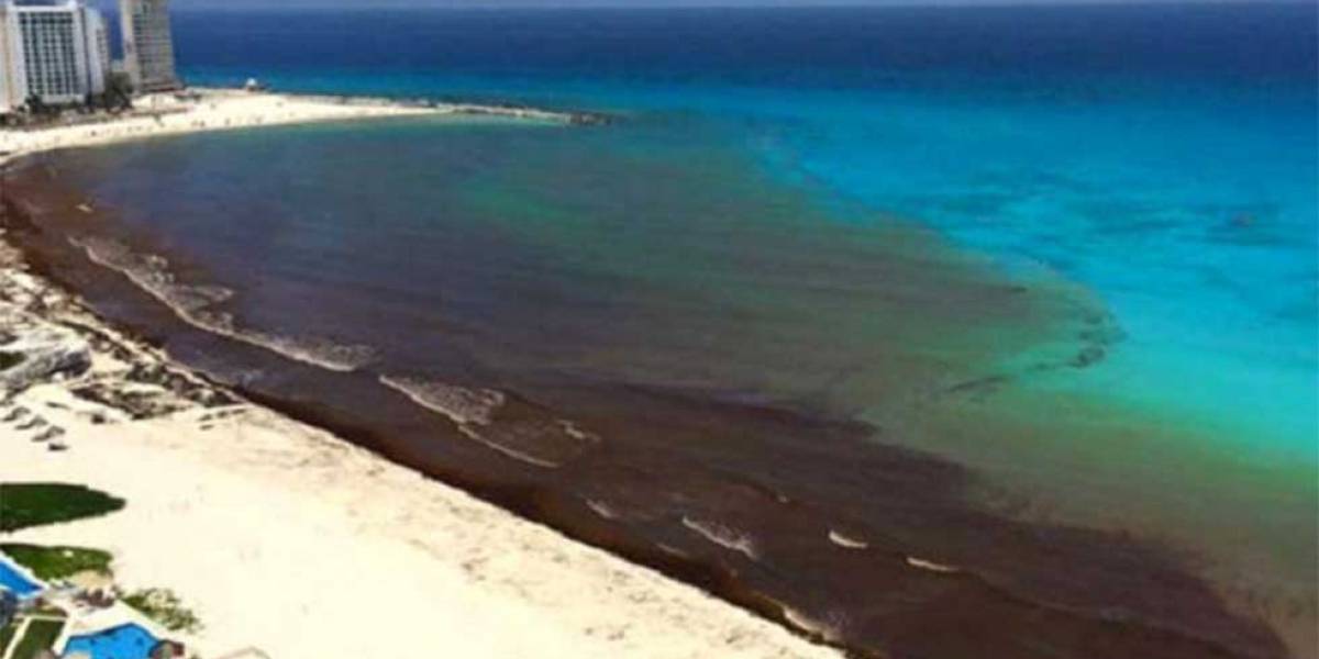¿Qué es el sargazo y por qué está a nada de causar un desastre ecológico en playas de México?