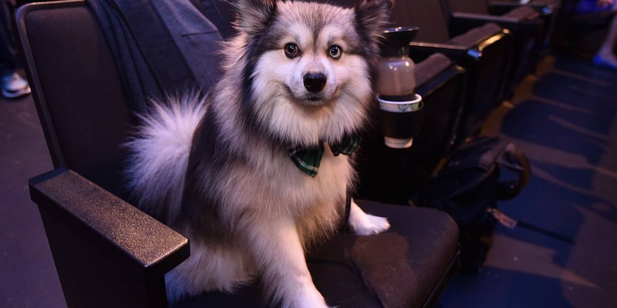 Esta página te avisa si un perro muere en medio de una serie o película