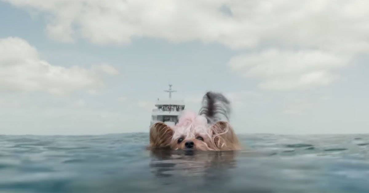 Pippin megatubarão