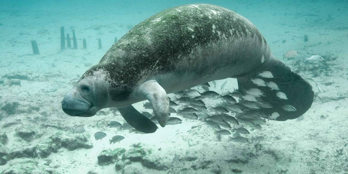 Están apareciendo manatíes muertos en costas de México y la razón es un misterio