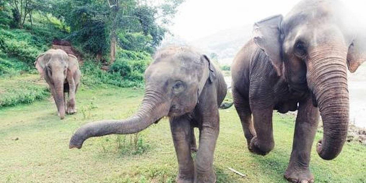 Muere hombre tras ataque de elefante por apedrear a su cría Muere hombre tras ataque de elefante por apedrear a su cría