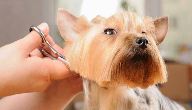 perrito