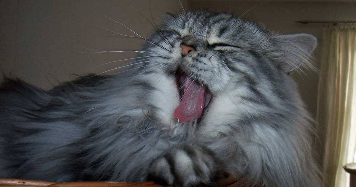 gato British Longhair