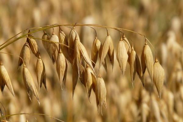 Origen de la avena pdf